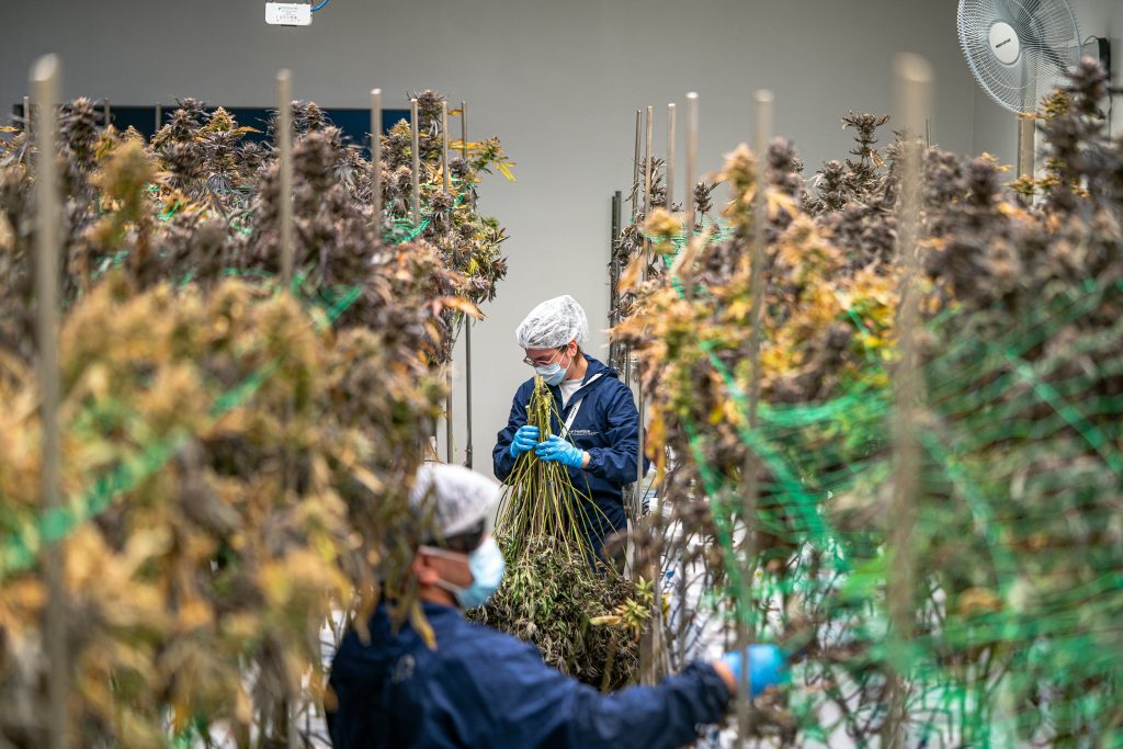 Workers in protective gear handling cannabis plants in an indoor facility.